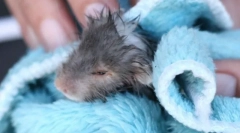 Mogu li se okupati hrčka, kako oprati hrčak